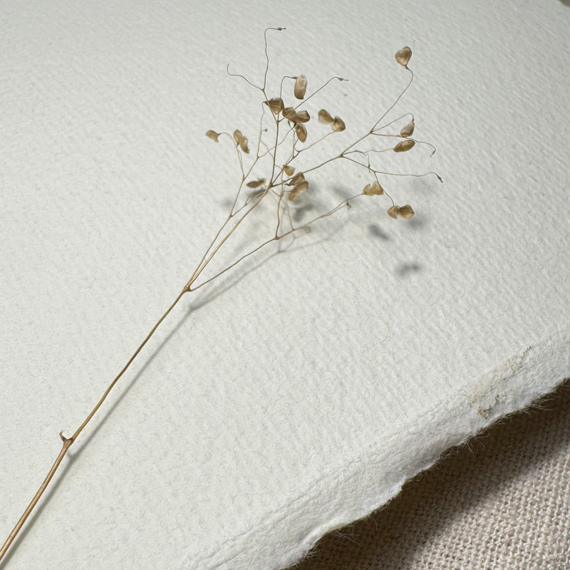 Dried flowers preserved as a reminder of a fleeting moment, inspired by the SUNSABI philosophy of finding beauty in impermanence.